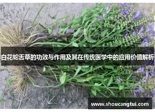 白花蛇舌草的功效与作用及其在传统医学中的应用价值解析