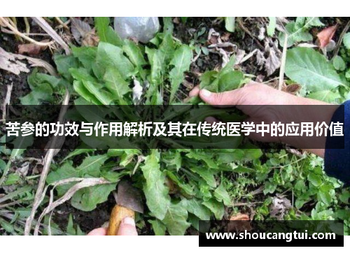 苦参的功效与作用解析及其在传统医学中的应用价值